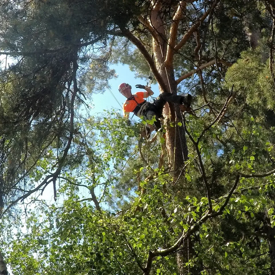 Arborist klättrar i träd på Lidingö