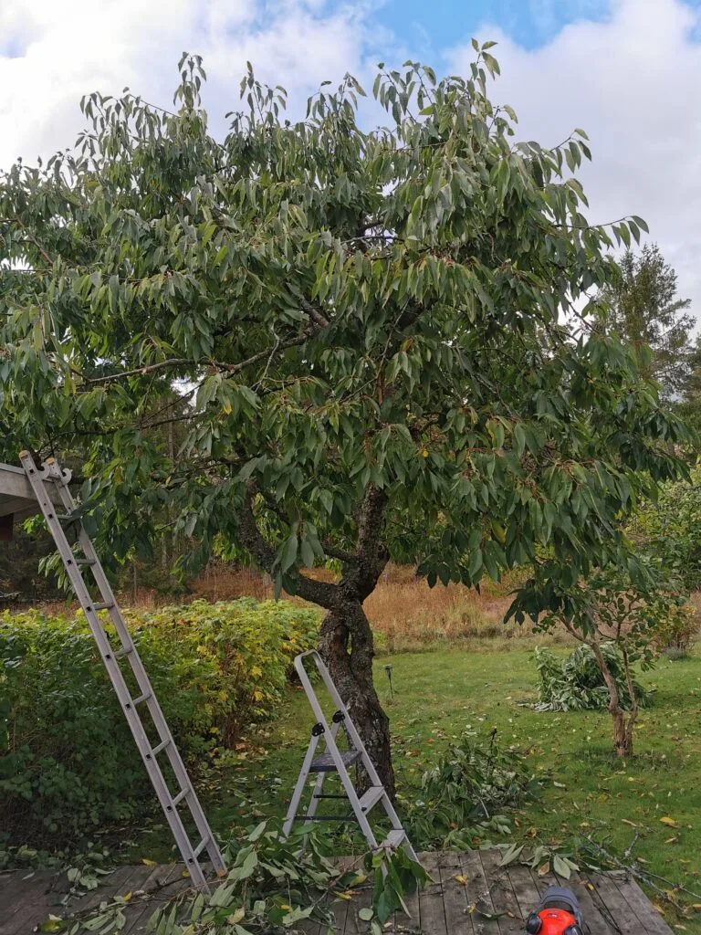 Beskärning Lidingö